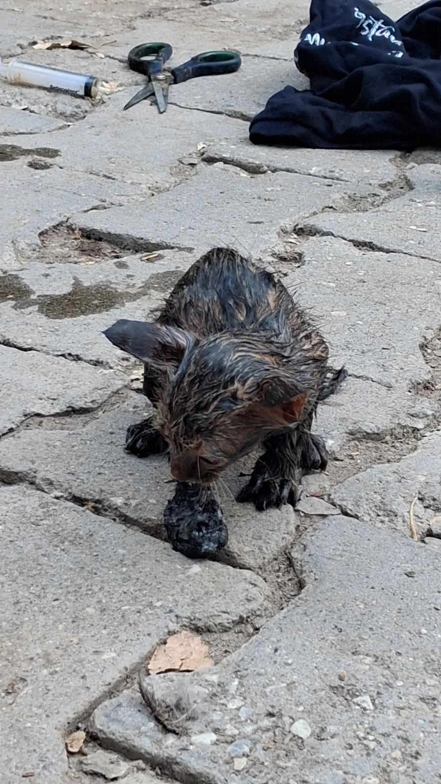 Zifte yapışan yavru kediyi itfaiyeciler kurtardı