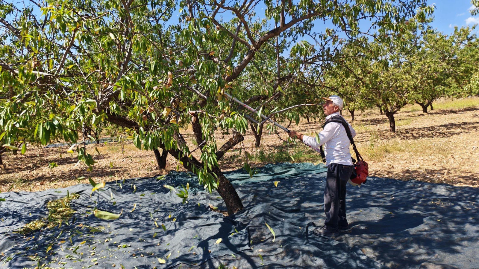 Manisa'da badem hasadı başladı; 625 ton rekolte bekleniyor