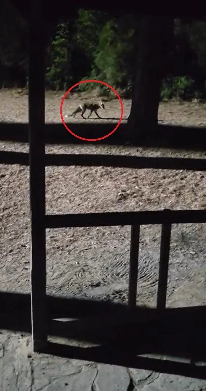 Yanına çağırdığı tilkiyi peynirle besledi