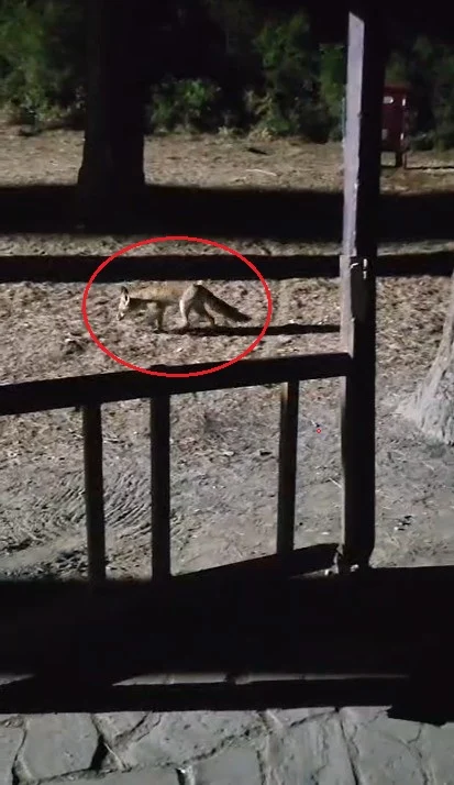 Yanına çağırdığı tilkiyi peynirle besledi