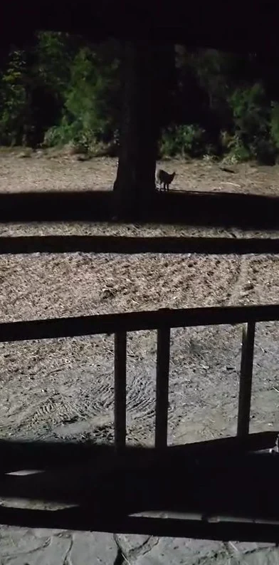 Yanına çağırdığı tilkiyi peynirle besledi