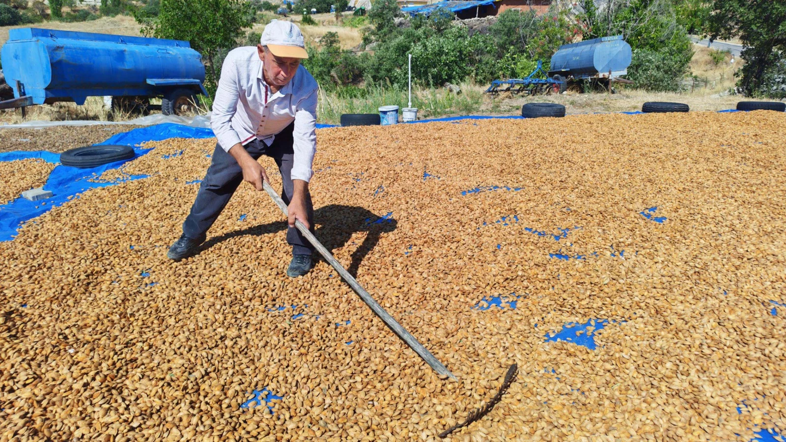 Manisa'da badem hasadı başladı; 625 ton rekolte bekleniyor