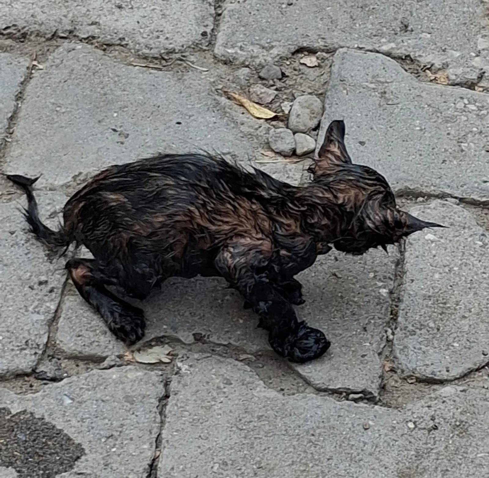 Zifte yapışan yavru kediyi itfaiyeciler kurtardı