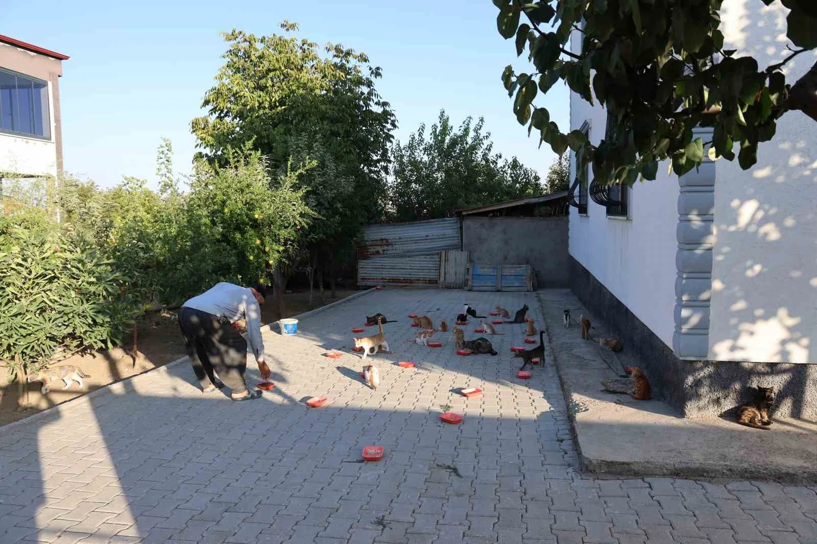 62 yaşında, her akşam 50 kediyi evinin bahçesinde ağırlıyor