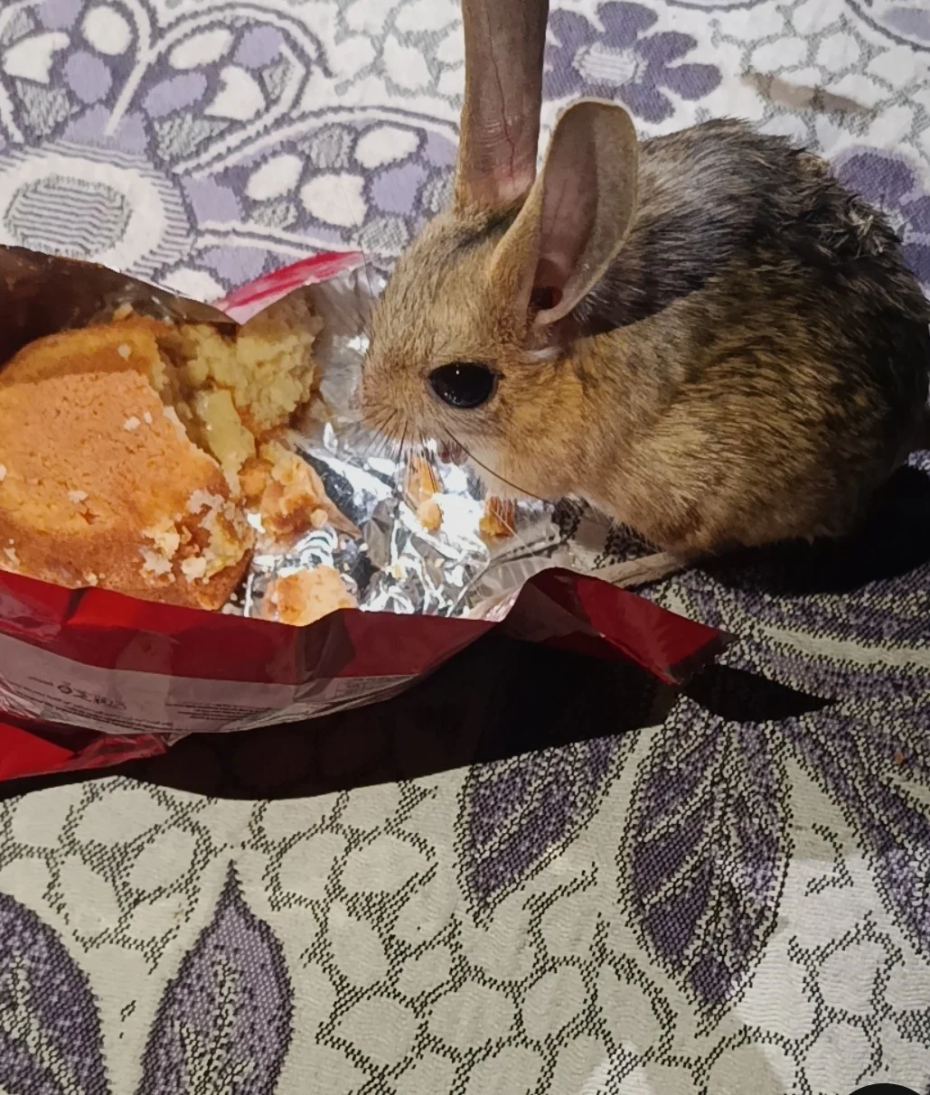 Diyarbakır’da yer sofrasına gelen Arap tavşanına kek ikram etti