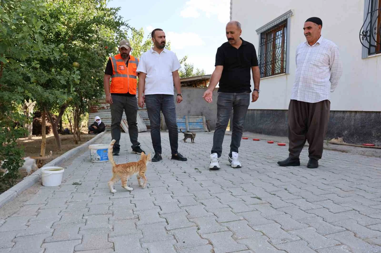 62 yaşında, her akşam 50 kediyi evinin bahçesinde ağırlıyor