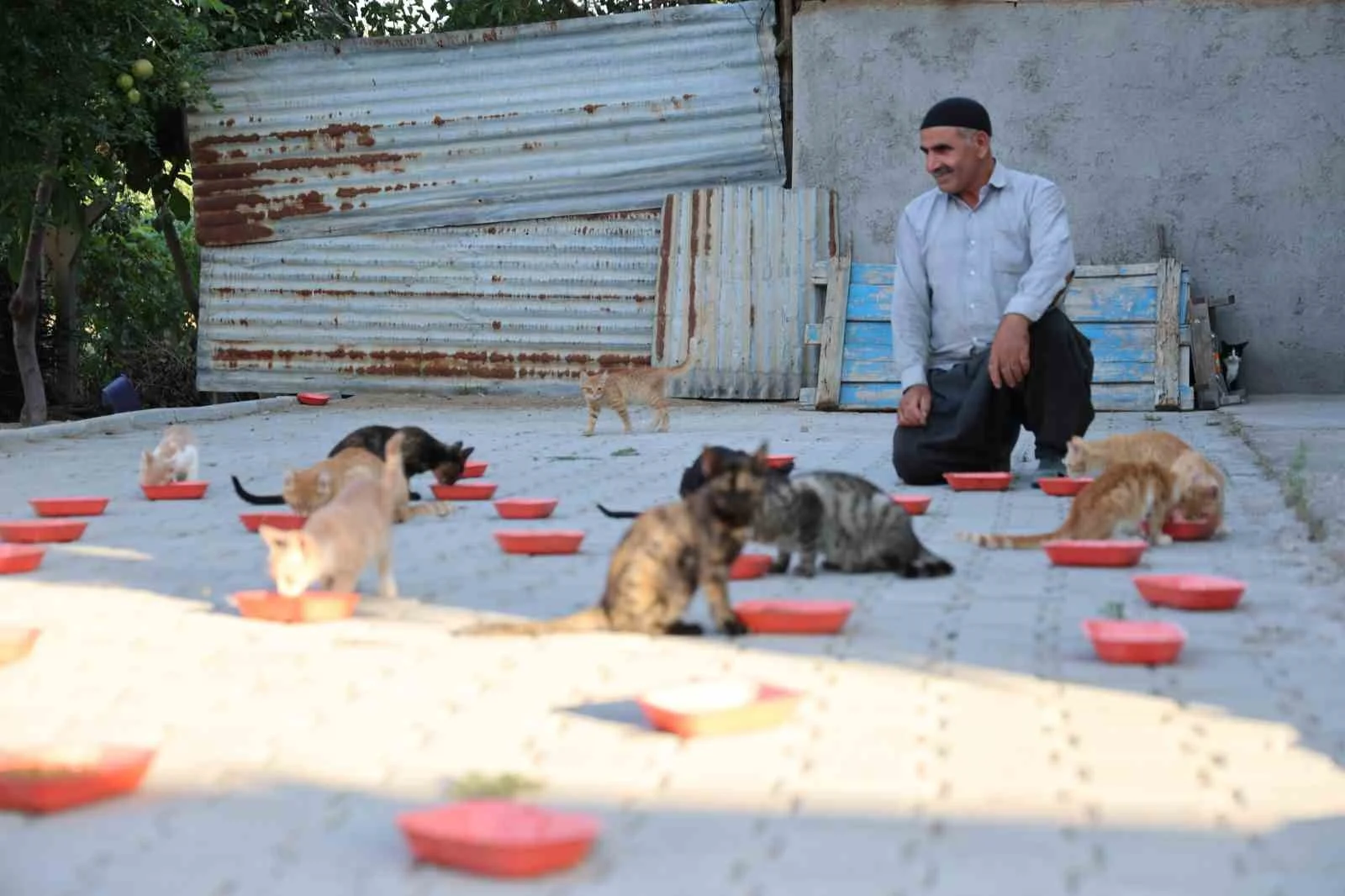 62 yaşında, her akşam 50 kediyi evinin bahçesinde ağırlıyor