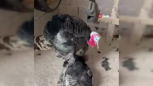 İslahiye'deki bağ evinde telef olan dişi hindinin yanında bekleyen erkek hindi