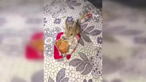 Diyarbakır’da yer sofrasına gelen Arap tavşanına kek ikram etti