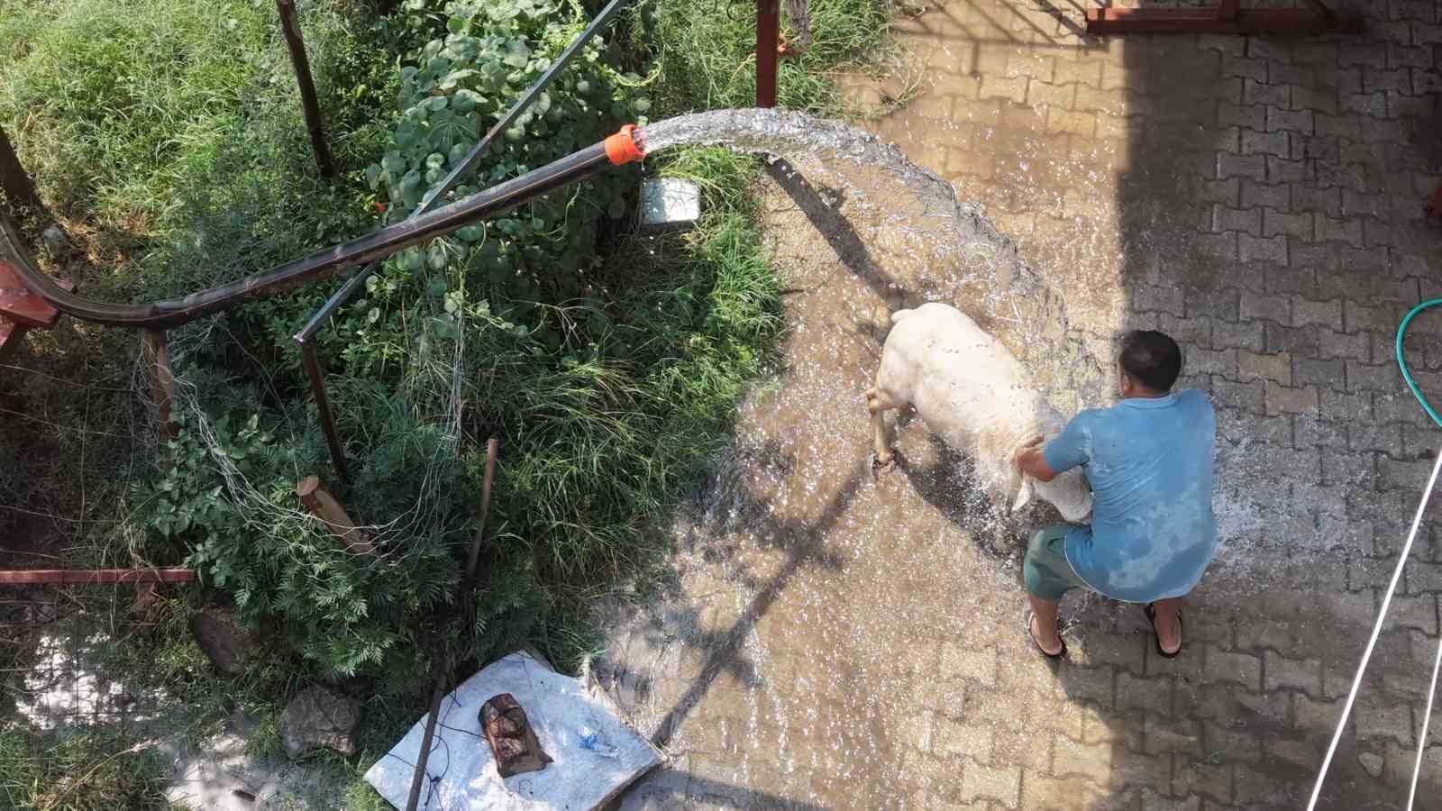 Adana&rsquo;da 42 derece sıcaklıkta koyunları buzlu ve soğuk suyla serinletme