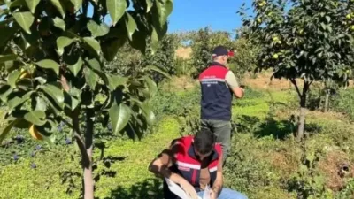 Meyve Sineğine Karşı Tuzaklı Mücadele