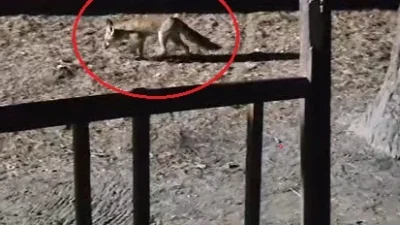 Yanına çağırdığı tilkiyi peynirle besledi