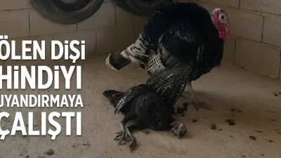 Gaziantep'te erkek hindi ölen eşini uyandırmak için çabaladı
