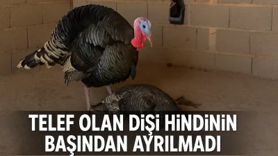 Telef olan dişi hindinin yanından ayrılmayan erkek hindi kamerada
