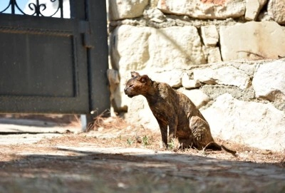 Alevlerin arasında kalan kedi 'Luna', tedaviye alındı