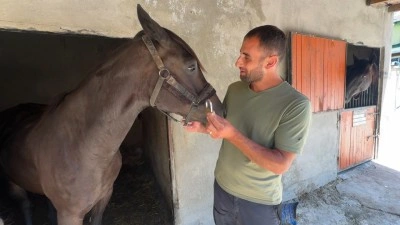 Avcılar&rsquo;da sokakta dolaşan başıboş atlar &ccedil;iftlikten ka&ccedil;mış
