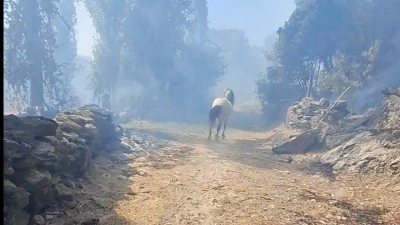 Aydın'da orman yangını (4)