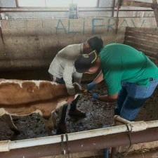 Aydıntepe&rsquo;de ikinci tur buzağı k&uuml;peleme ve aşılama &ccedil;alışmaları tamamlandı