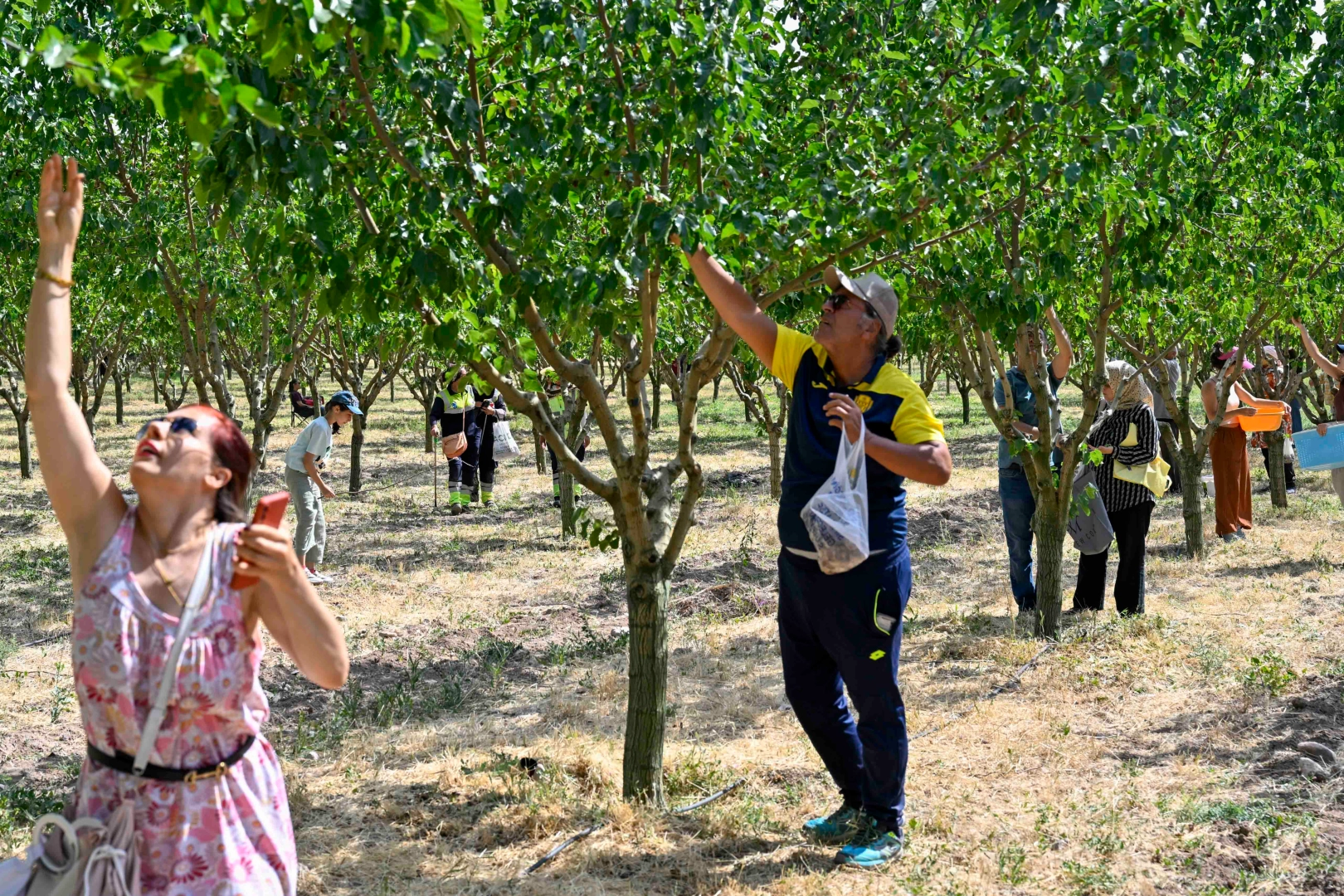 Başkentliler Ata &Ccedil;iftliği&rsquo;nde Hasat Yaptı