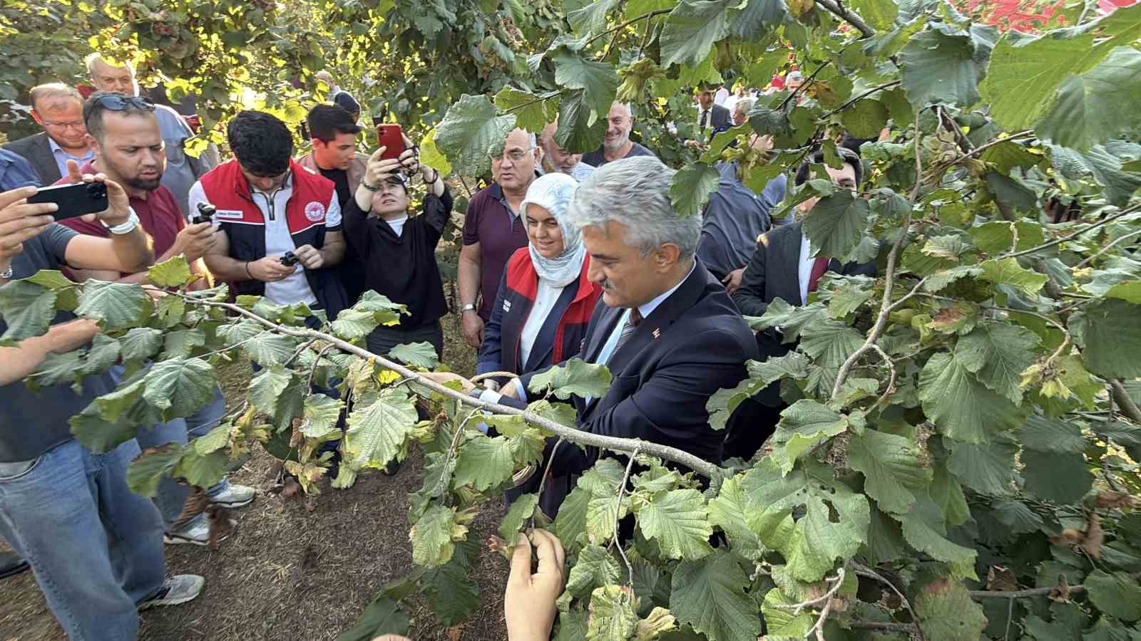 D&uuml;zce&rsquo;de fındık hasat şenliği