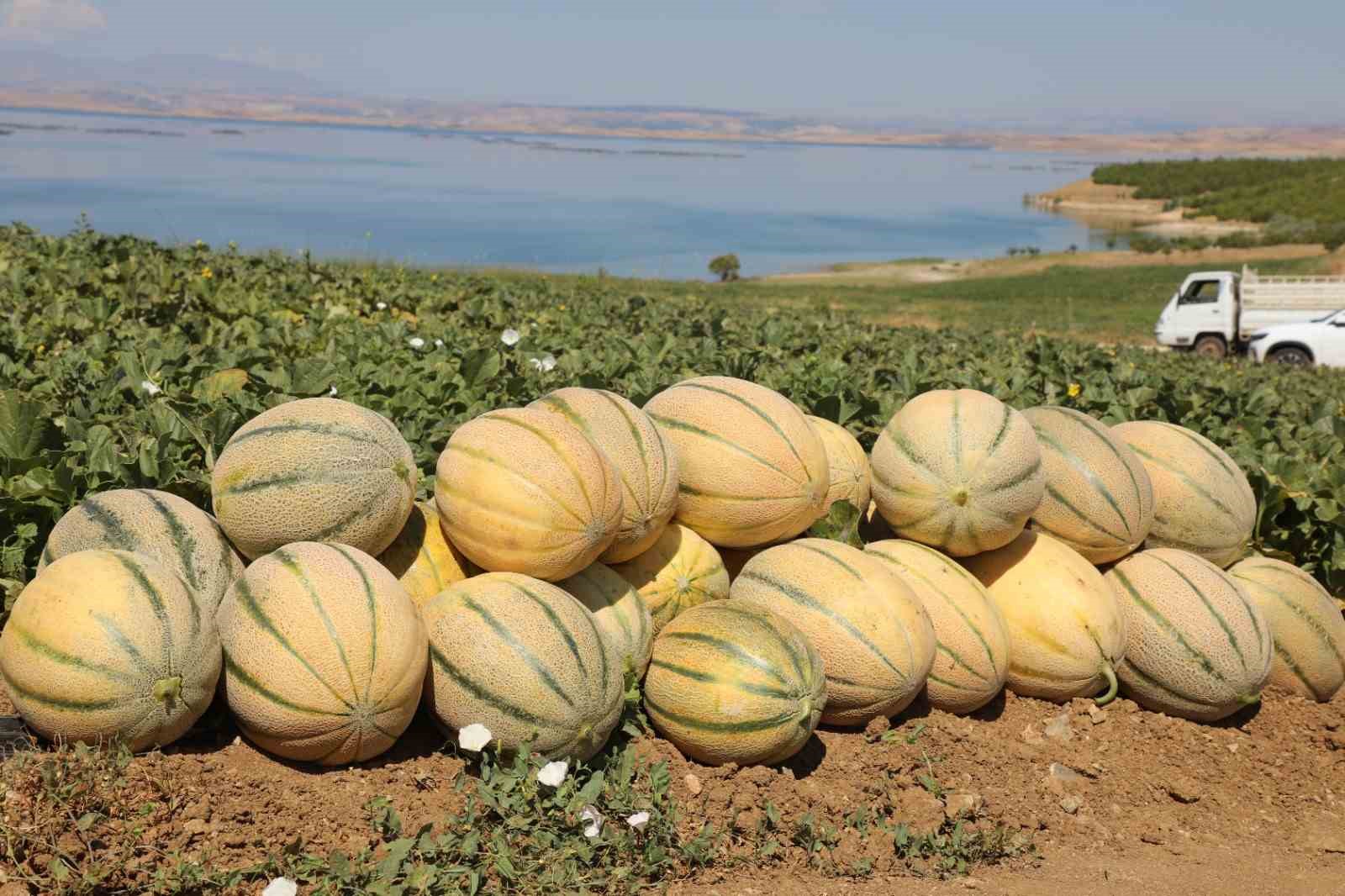 Elazığ&rsquo;da yaklaşık 20 ton kavun hasadı bekleniyor