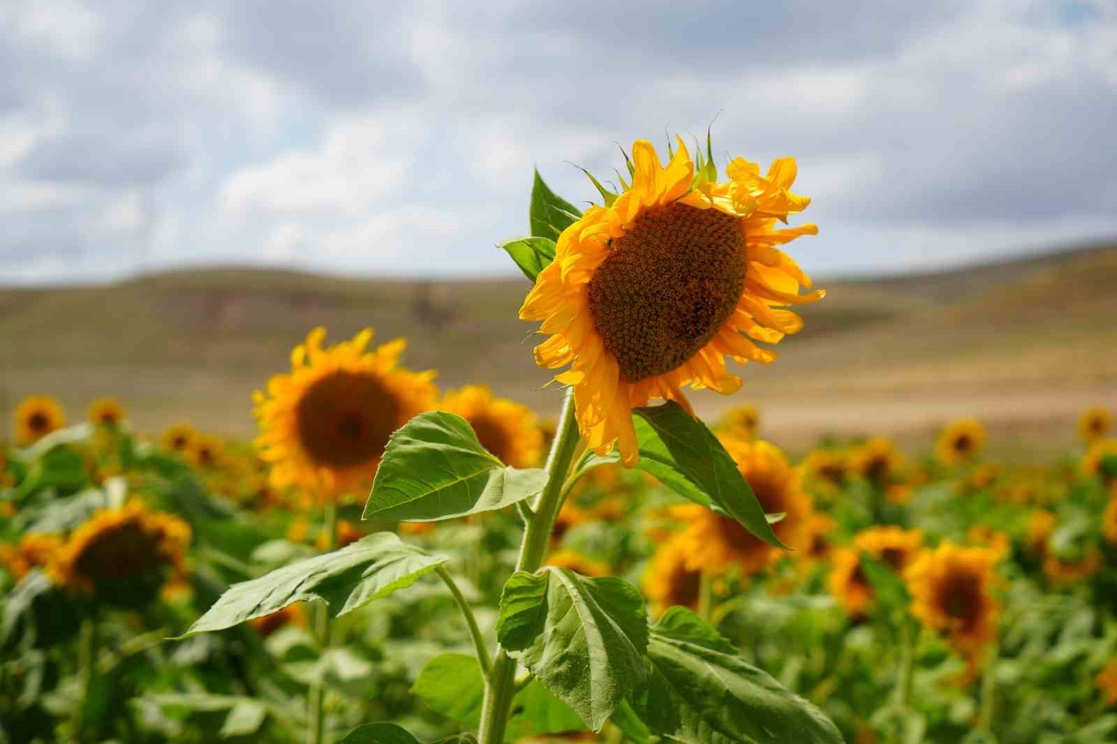 Erzincan&rsquo;da ay&ccedil;i&ccedil;eği tarlaları sarının tonlarıyla g&ouml;z kamaştırıyor