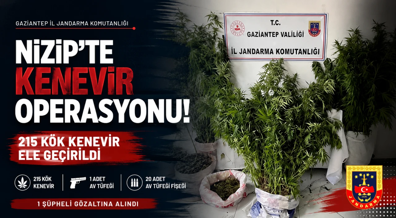 Gaziantep&rsquo;te Jandarmadan Nizip&rsquo;te Kenevir Operasyonu: 215 K&ouml;k Kenevir Ele Ge&ccedil;irildi