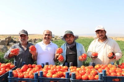 Kilis'te yaklaşık 5 bin dekar alanda yetiştirilen domateste hasat başladı