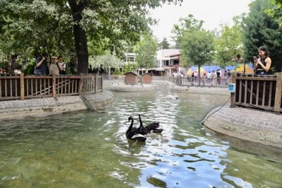 Kuğulu Park&rsquo;ta 4 yeni yavru kuğu d&uuml;nyaya geldi