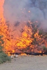 Kuşadası&rsquo;nda ağa&ccedil;lık alanda &ccedil;ıkan yangın b&uuml;y&uuml;meden s&ouml;nd&uuml;r&uuml;ld&uuml;