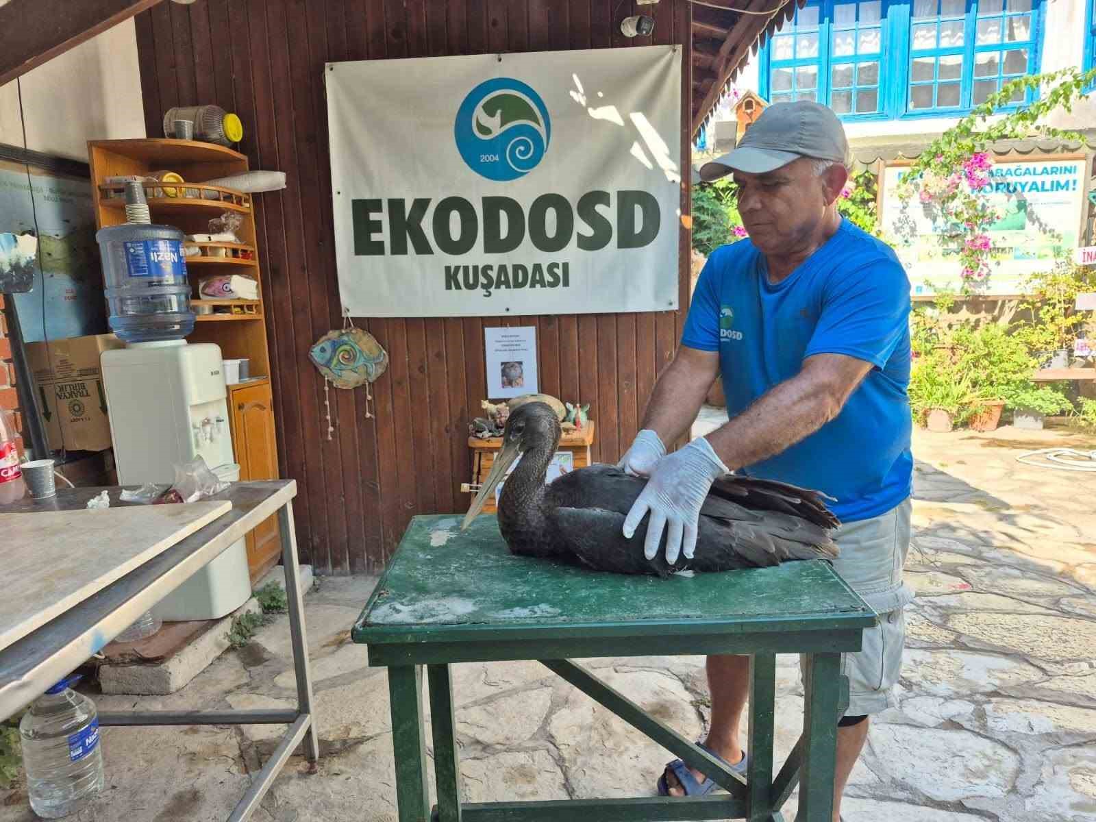 Nadir g&ouml;r&uuml;len karaleylek Sazlı&rsquo;da yaralı halde bulundu