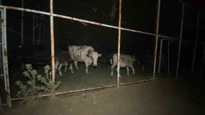 Orman yangınının tehdit ettiği mahallede hayvanlar i&ccedil;in halı saha g&uuml;venli alan oldu