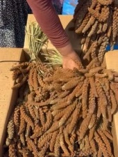 Osmaniye'de kuş yemine y&ouml;nelik 'dal darı' hasadı başladı; kilosu tarlada 4 dolara ihra&ccedil; edildi