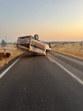 Siverek-&Ccedil;ermik kara yolunda hayvan y&uuml;kl&uuml; kamyonet devrildi