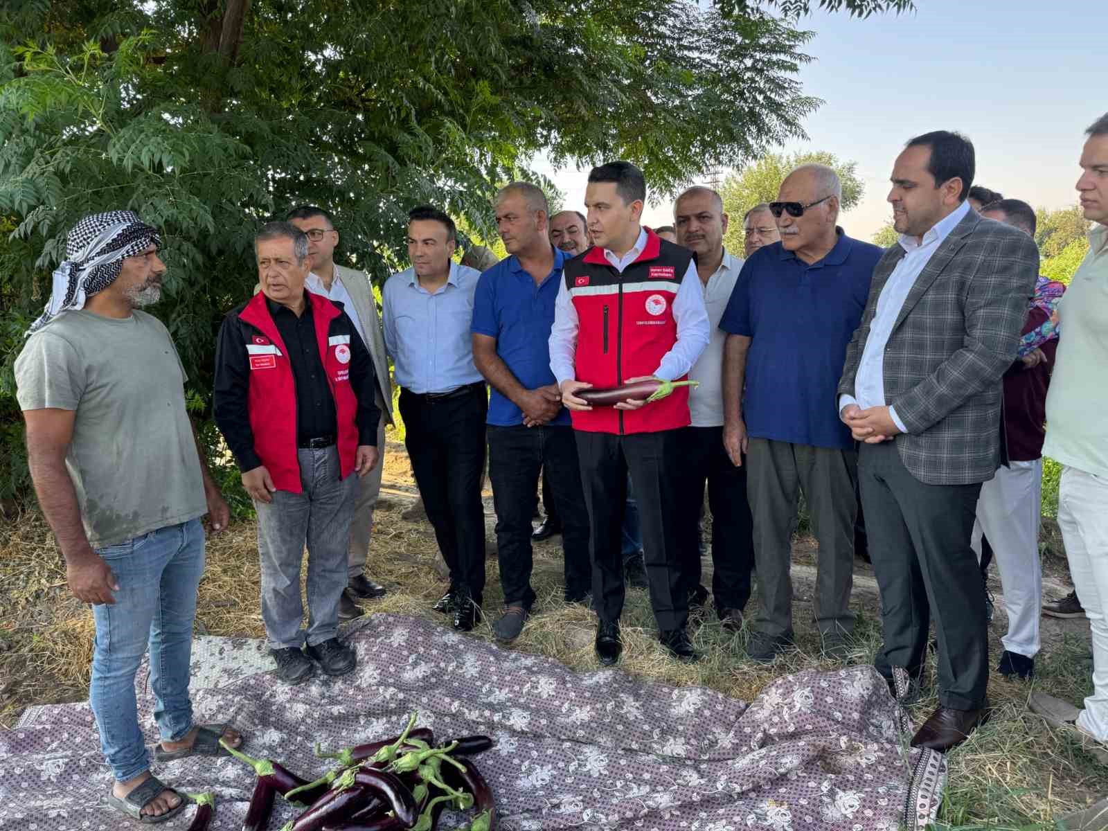 Tescilli Birecik patlıcanında hasat başladı