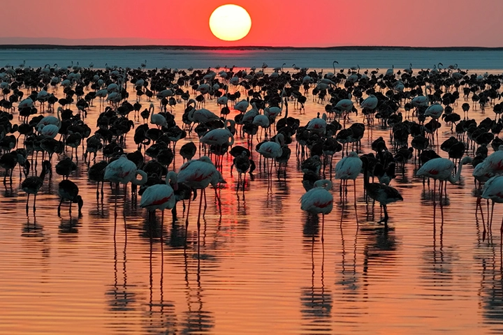 Tuz G&ouml;l&uuml;'nde Flamingo Sevinci
